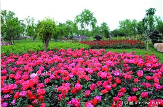 標(biāo)準(zhǔn)體系建設(shè)助力中國(guó)花卉產(chǎn)業(yè)提檔升級(jí)(圖2)