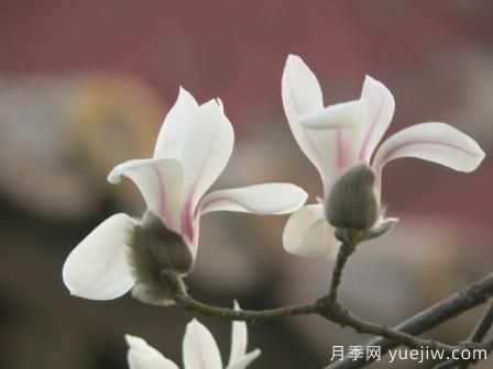 玉蘭三姐妹：中土原生白與紫，北美舶來洋玉蘭(圖4)