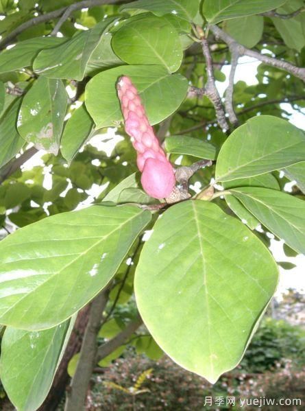 玉蘭三姐妹：中土原生白與紫，北美舶來洋玉蘭(圖6)