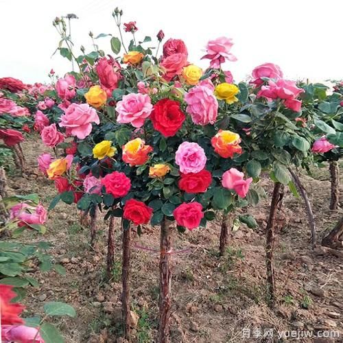 一棵樹狀月季，多色花朵，養(yǎng)在庭院里真漂亮(圖1)