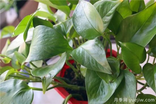 冬天綠蘿常見問題與解決方法！(圖1)