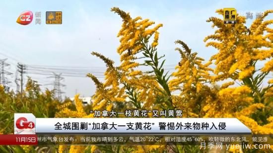 廣州湖北河南…多地遭“一枝黃花”入侵，見到要鏟除(圖1)