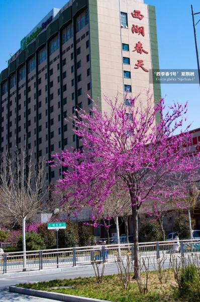 四季春1號(hào)紫荊樹(shù)秋冬季施肥建議(圖3)