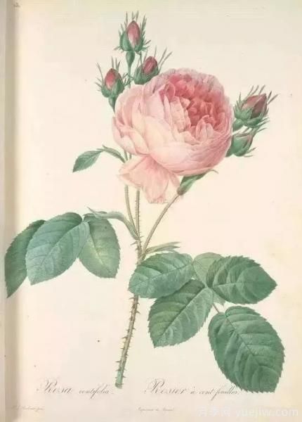 談?wù)勚袊?guó)月季的發(fā)展史，致敬中國(guó)的月季育種家前輩們！(圖3)