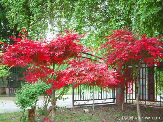花葉芋和紅楓的修剪，使其早日成株提前開花結(jié)果(圖1)