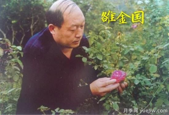 談?wù)勚袊?guó)月季的發(fā)展史，致敬中國(guó)的月季育種家前輩們！(圖26)