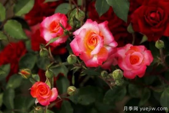 談?wù)勚袊?guó)月季的發(fā)展史，致敬中國(guó)的月季育種家前輩們！(圖52)