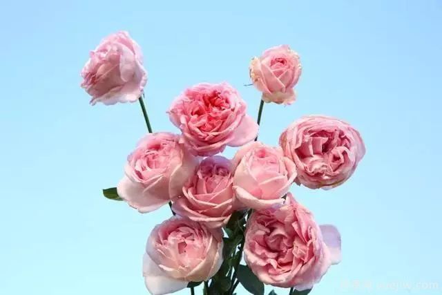 10大伊芙系列月季品種，花大濃香十分誘人(圖5)