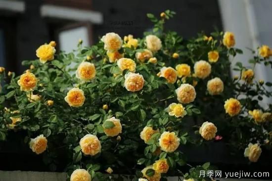 讓盆栽月季花開(kāi)爆盆的方法，選對(duì)花盆，水肥管理是重點(diǎn)(圖3)