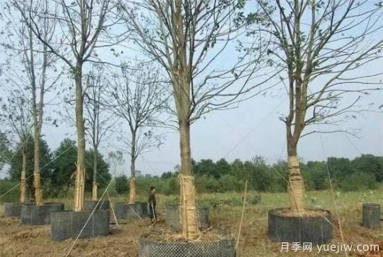 容器苗與傳統(tǒng)的大地育苗相比，優(yōu)點(diǎn)顯而易見(圖1)