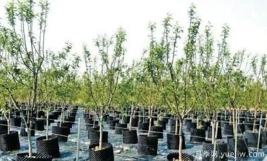 容器苗怎么固定才能防止傾倒？(圖1)