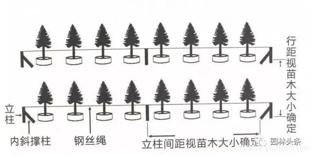 容器苗怎么固定才能防止傾倒？(圖2)