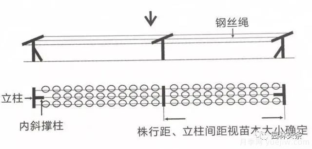 容器苗怎么固定才能防止傾倒？(圖3)