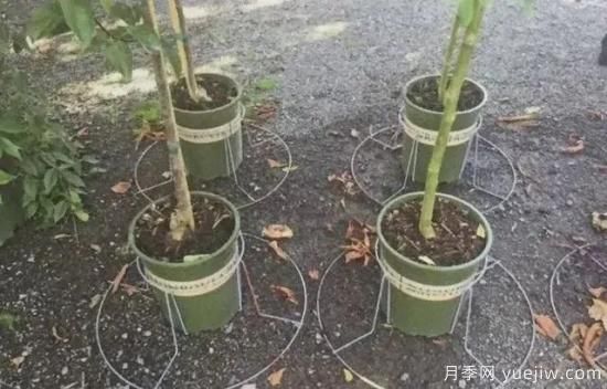 容器苗怎么固定才能防止傾倒？(圖5)