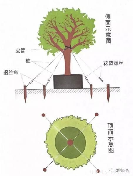 容器苗怎么固定才能防止傾倒？(圖4)