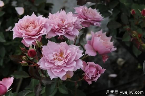 初冬月季花苞打不開，可能是這些原因，有什么應(yīng)對措施(圖3)