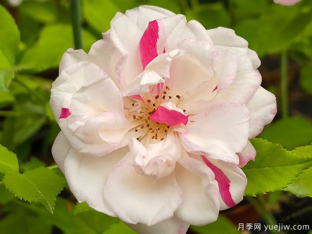 古老珍貴的10種國(guó)產(chǎn)月季，抗病好養(yǎng)比歐月實(shí)在(圖3)