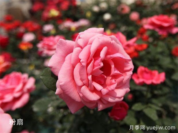大神養(yǎng)月季沒有不踩的6個月季坑，你經(jīng)歷幾個？(圖1)