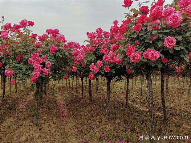 雙色月季樹價(jià)格多少錢一棵？南陽哪里有賣的？(圖2)
