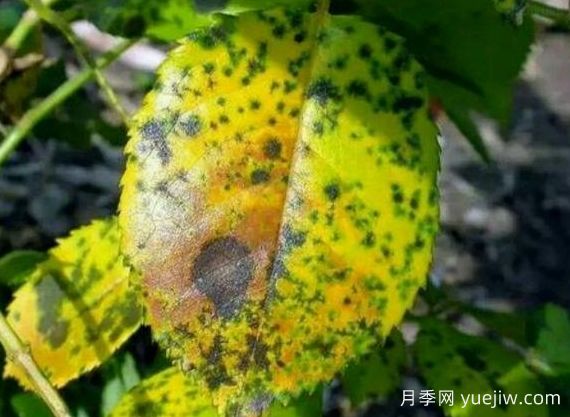 月季銹病用什么藥效果好？(圖1)