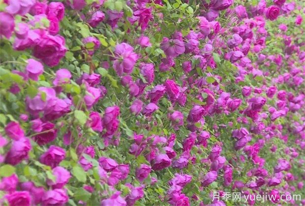 石家莊植物園20萬(wàn)株月季花開(kāi)成海(圖3)